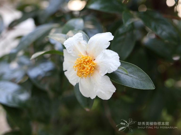 Crapnell’s Camellia紅皮糙果茶