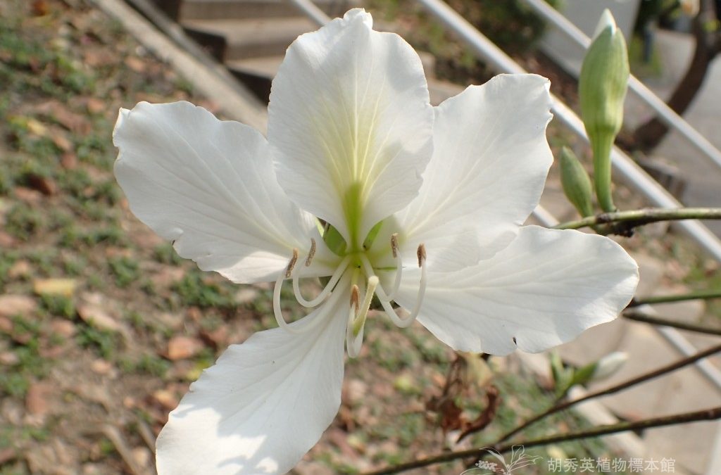 White Bauhinia白花羊蹄甲