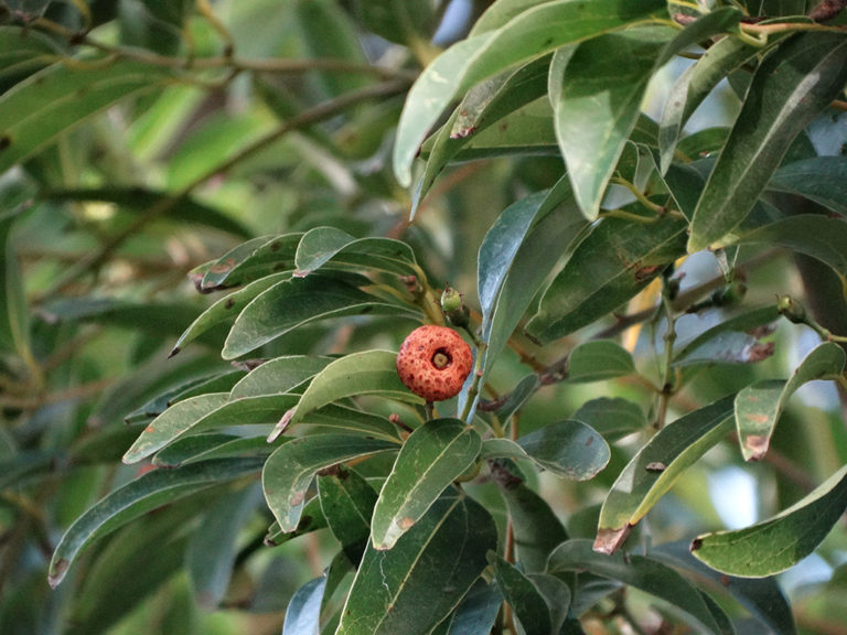 Batavia Cinnamon陰香