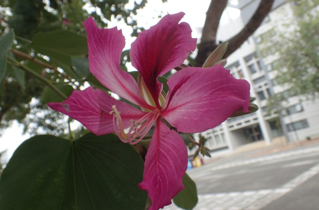 Hong Kong Orchid Tree洋紫荊