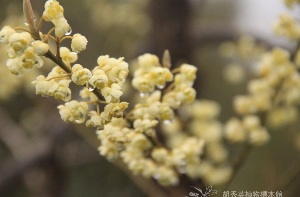 Fragrant Litsea木薑子