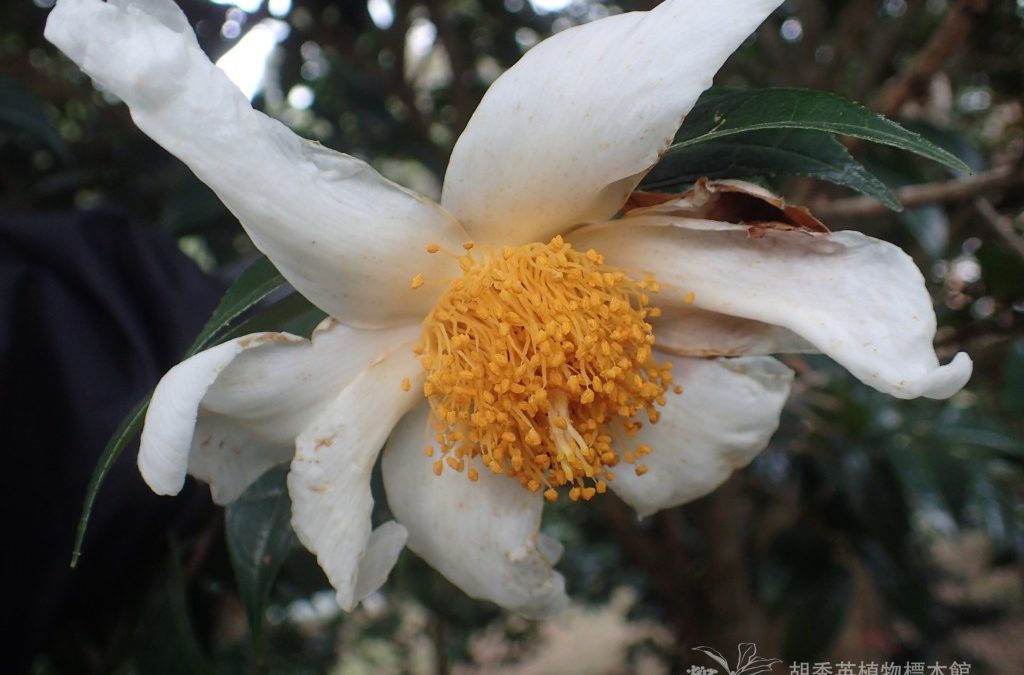 Grantham’s Camellia大苞山茶