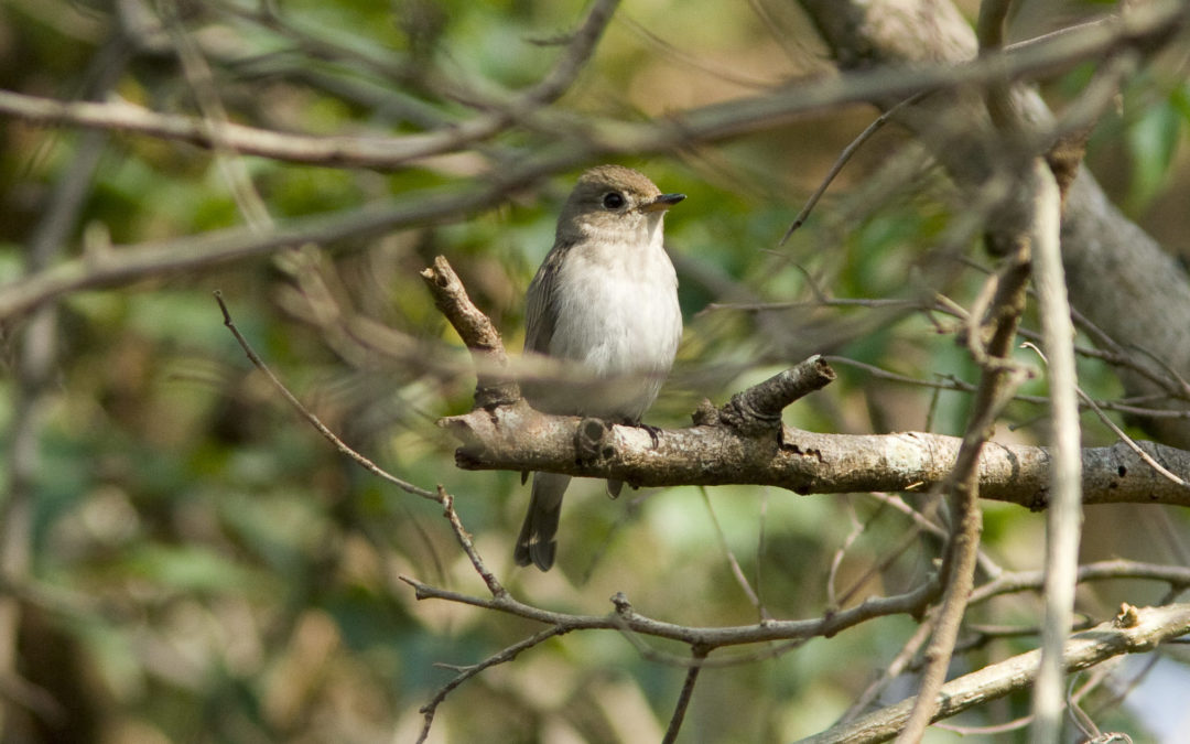 Asian Brown Flycatcher北灰鶲