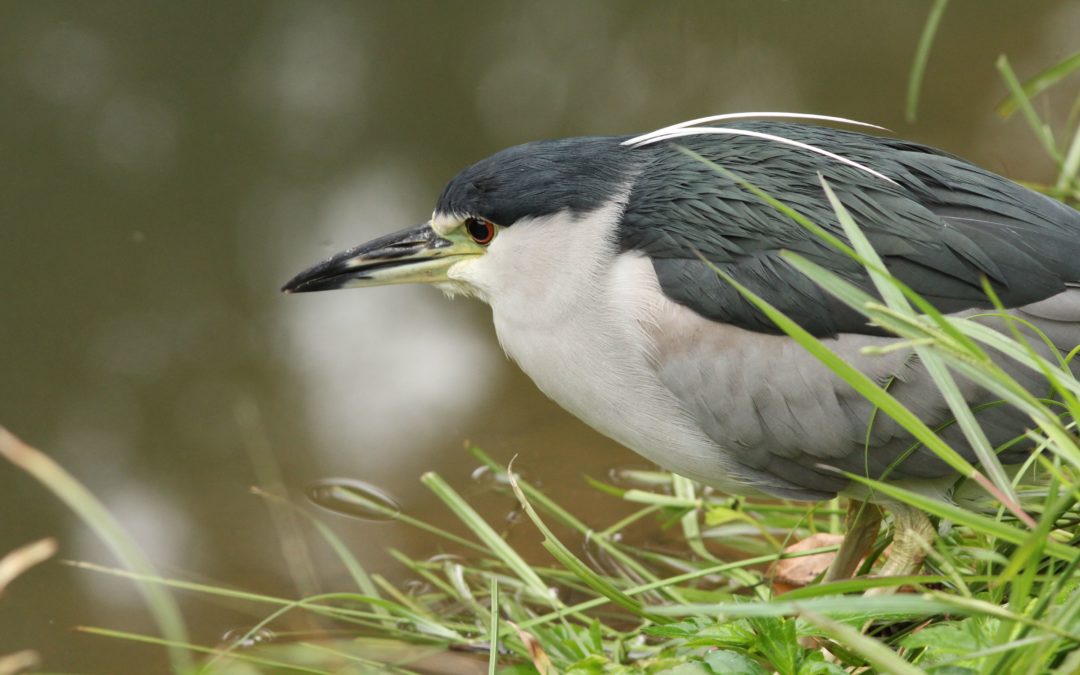 Black-crowned Night Heron夜鷺