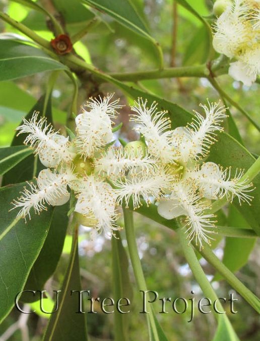 Brisbane Box紅膠木