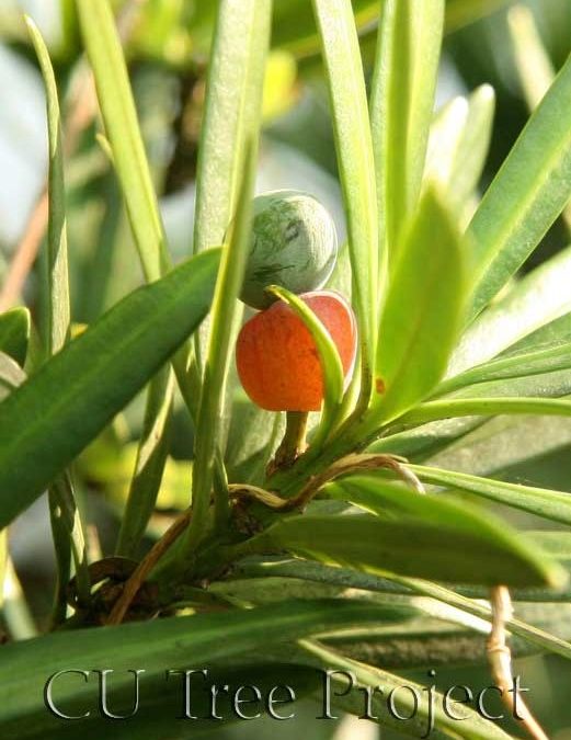Buddhist Pine羅漢松