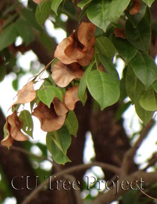 Burmese Rosewood紫檀