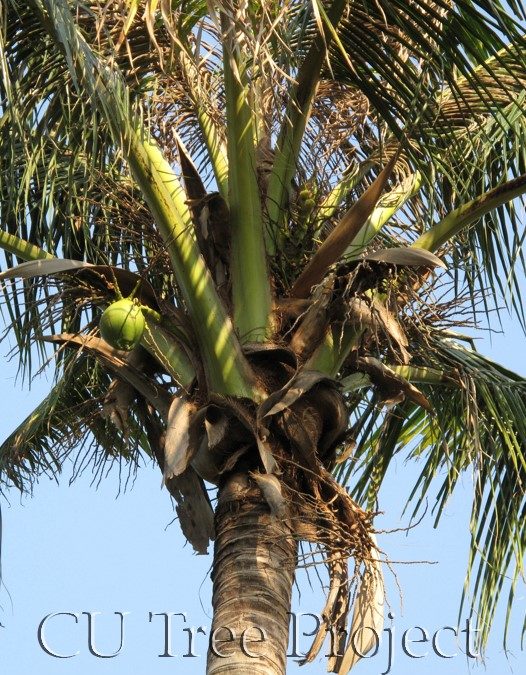 Coconut Palm椰子