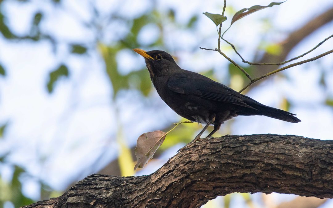 Common Black Bird烏鶇