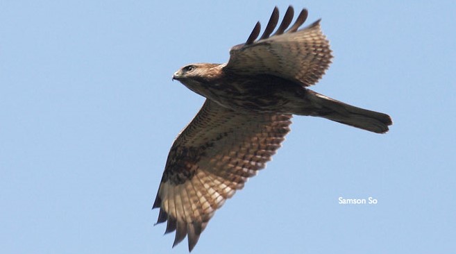 Common Buzzard普通鵟