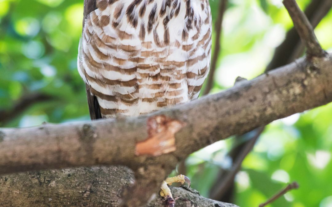 Crested Goshawk鳳頭鷹