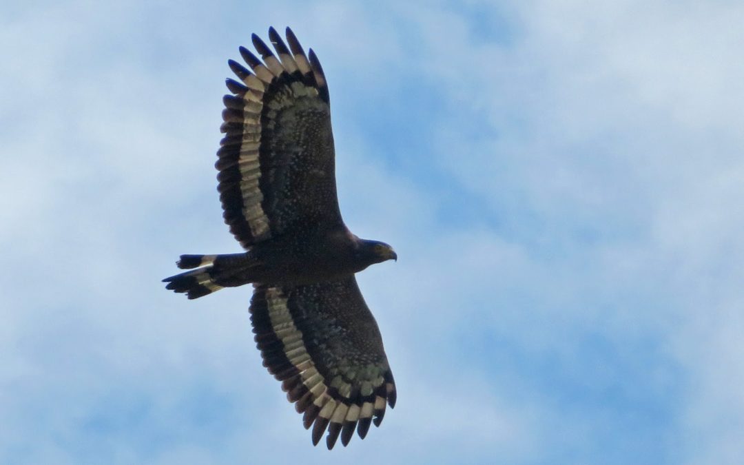 Crested Serpent Eagle蛇鵰