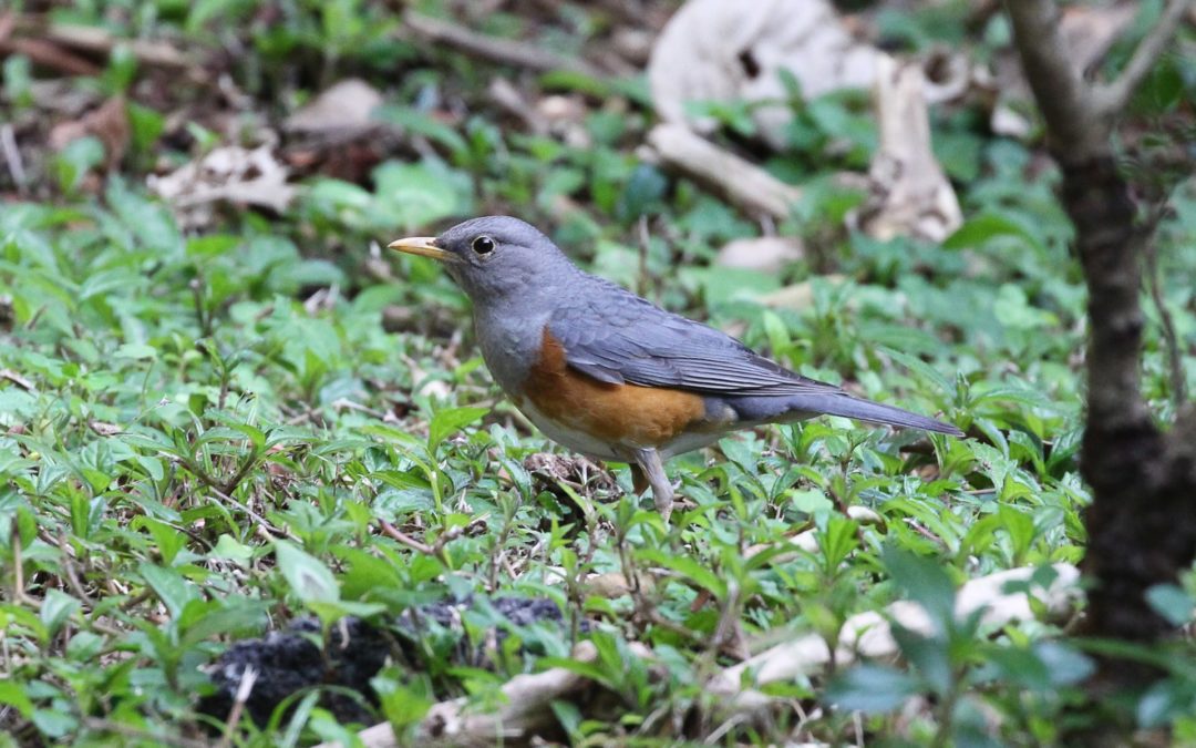 Grey-backed Thrush灰背鶇