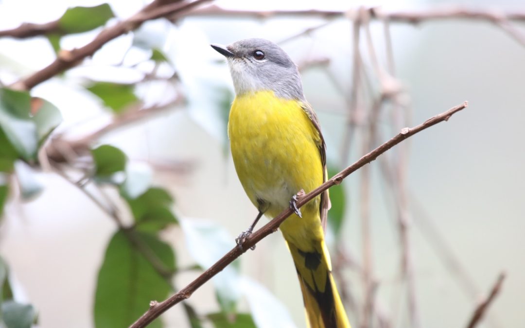 Grey-chinned Minivet灰喉山椒鳥