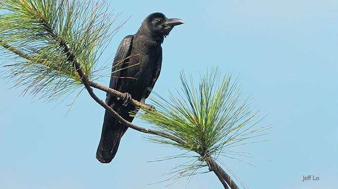 Large-billed Crow大嘴烏鴉