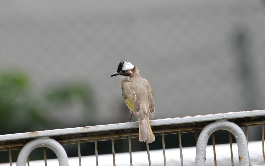 Light-vented Bulbul/Chinese Bulbul白頭鵯