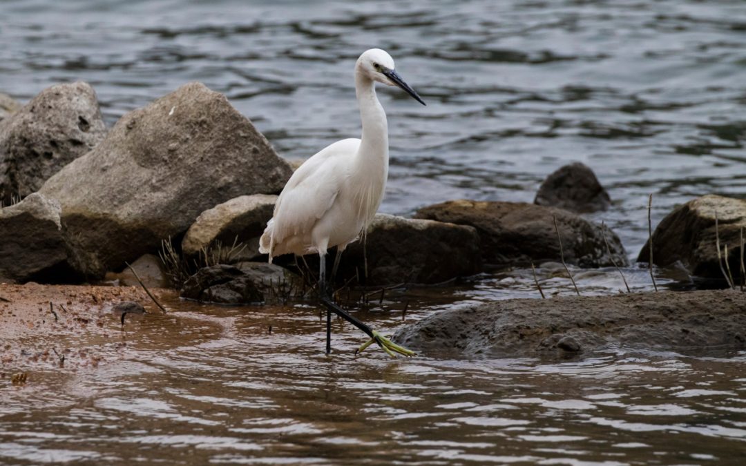 Little Egret小白鷺