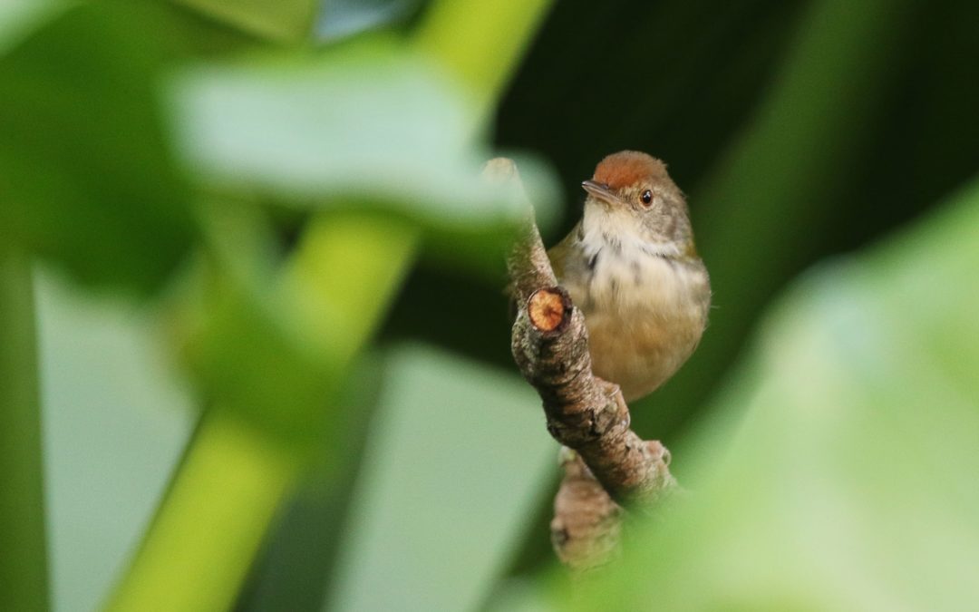 Long-tailed Tailorbird長尾縫葉鶯