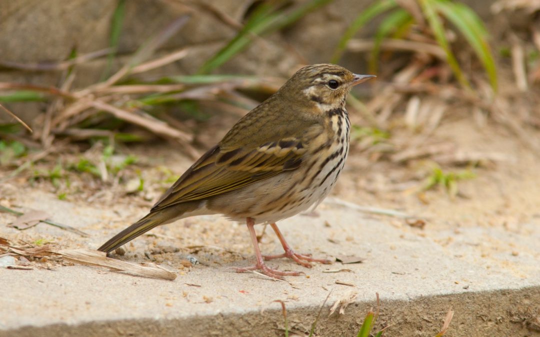 Olive-backed Pipit樹鷚