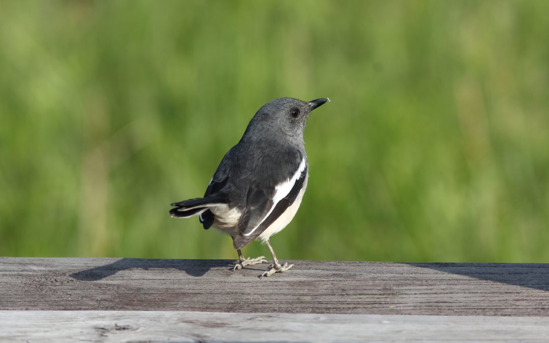 Oriental Magpie Robin鵲鴝