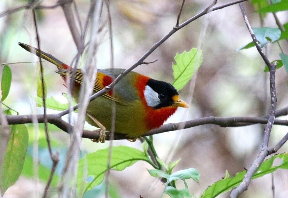 Silver-eared Mesia銀耳相思鳥