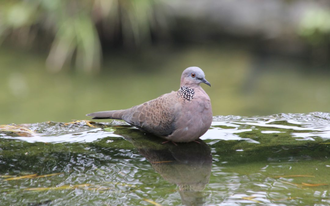 Spotted Dove珠頸斑鳩