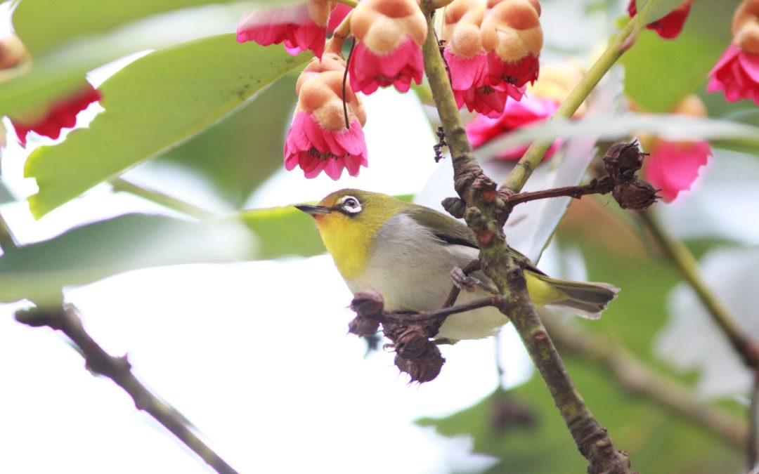 Swinhoe’s White-eye暗綠繡眼鳥