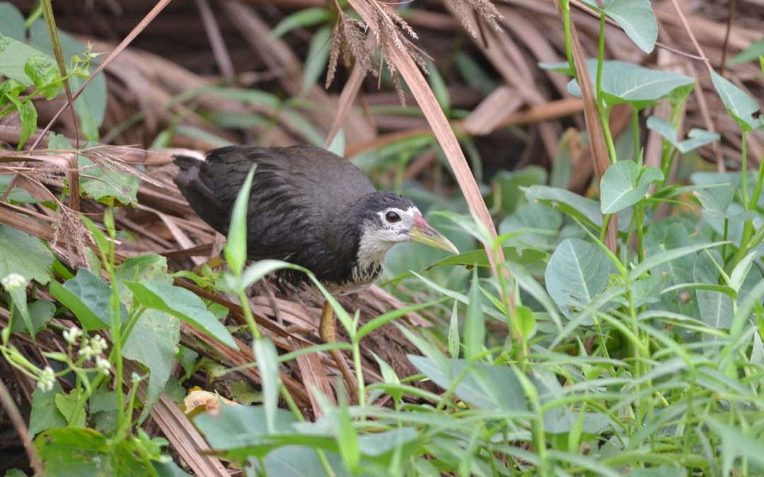 White-breasted Waterhen白胸苦惡鳥