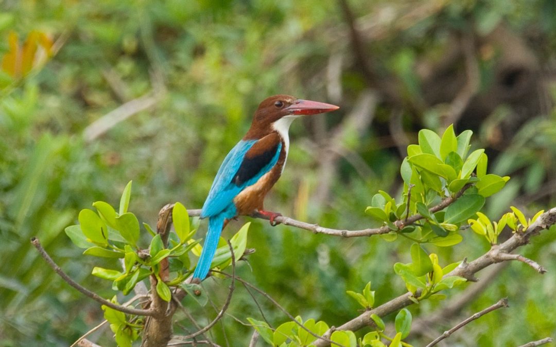 White-throated Kingfisher白胸翡翠