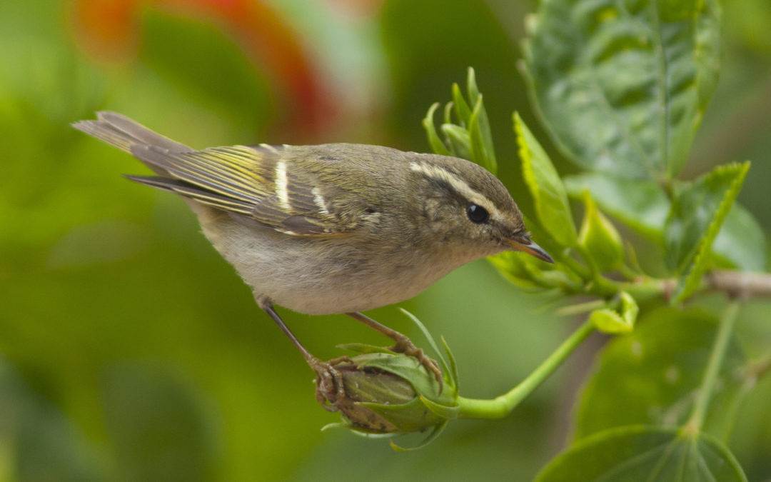 Yellow-browed Warbler黃眉柳鶯