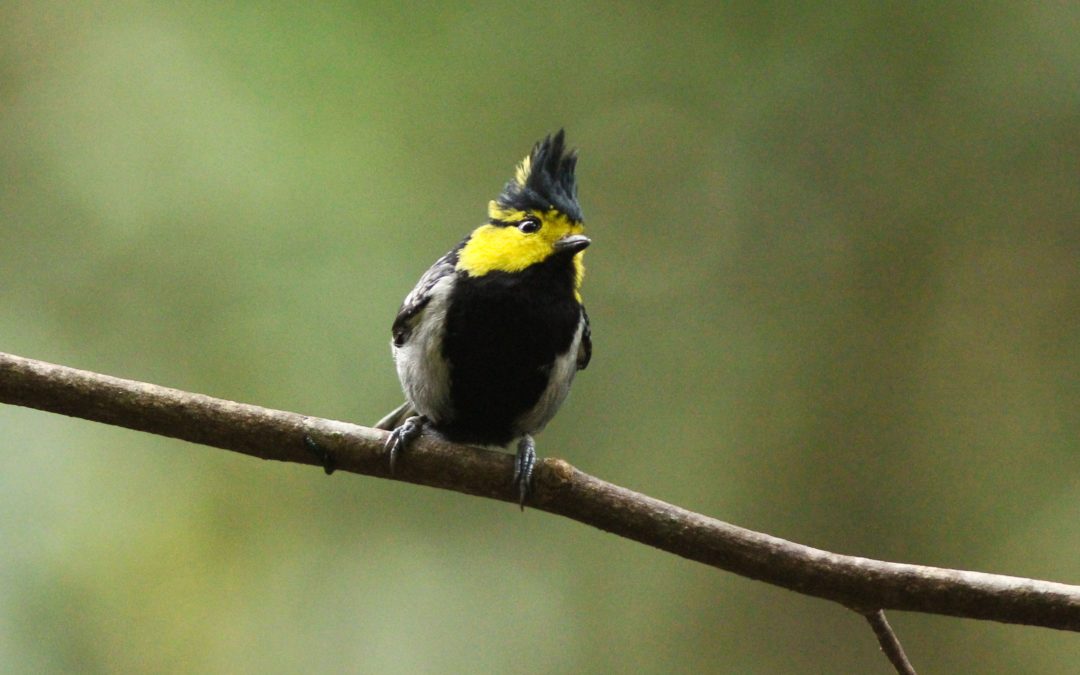 Yellow-cheeked Tit黃頰山雀