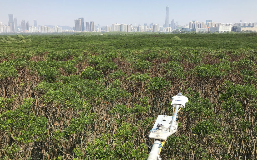 CUHK Research Reveals that Methane Emissions can Reduce the Climate Benefits of Subtropical Mangrove Wetlands by Half