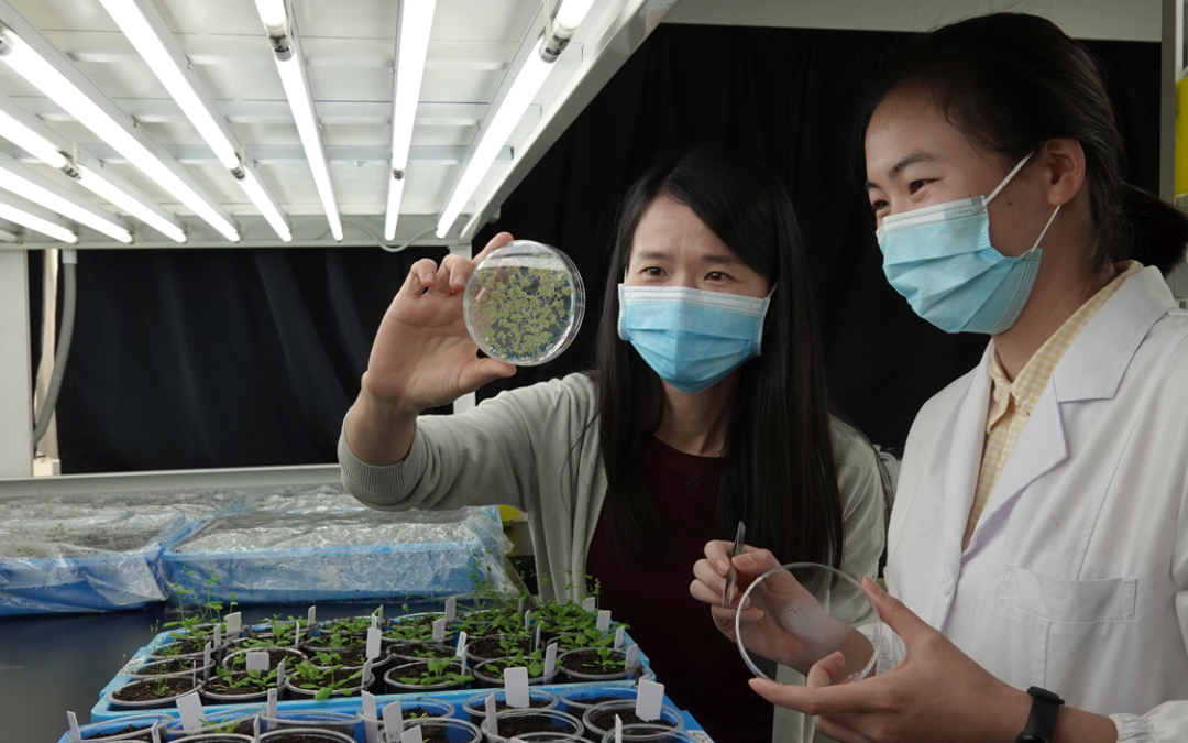 CUHK Researchers Unveil a Novel Competition Strategy that May Fuel Plant Cells for a Sustainable Development of Crops