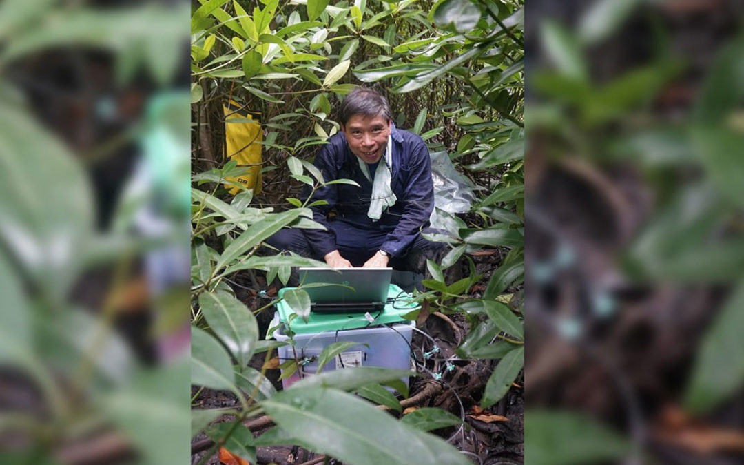 Mangroves on a Mission – Joe Lee discovers the amazing carbon-storing power of mangroves