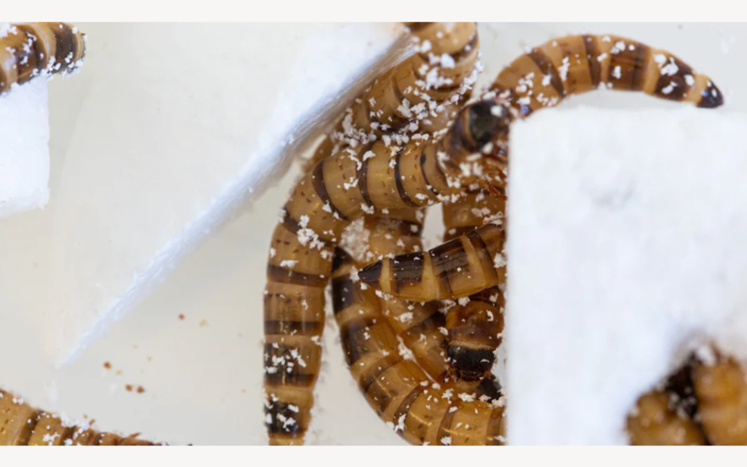 This Styrofoam-eating ‘superworm’ could help solve the garbage crisis
