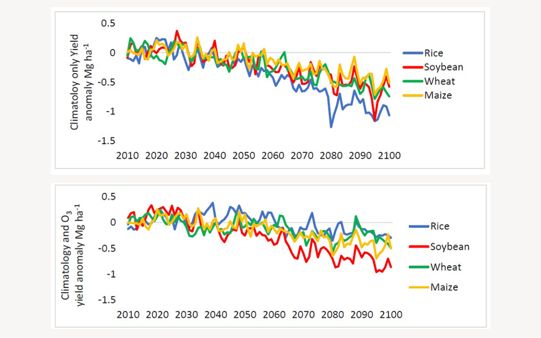 CUHK-led study estimates over one-fifth of staple crops will be lost by 2050 due to ozone pollution and climate change