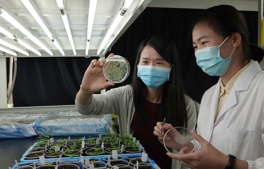 CUHK Researchers Unveil a Novel Competition Strategy that May Fuel Plant Cells for a Sustainable Development of Crops