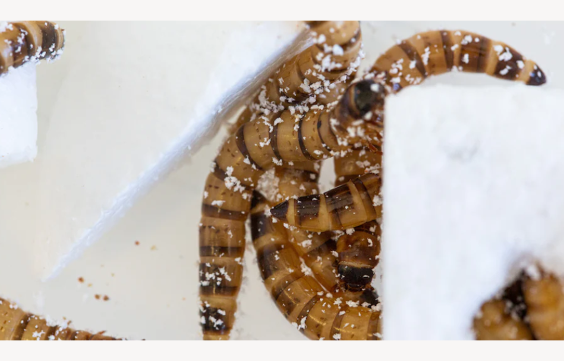 This Styrofoam-eating ‘superworm’ could help solve the garbage crisis
